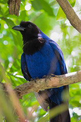 Image of a blue bird animal taken in a zoo in Brazil