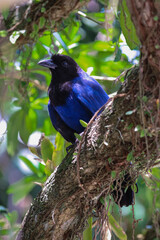 Image of a blue bird animal taken in a zoo in Brazil