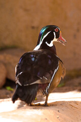 Image of a small bird animal taken at a zoo in Brazil