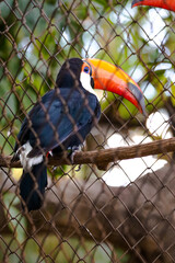Image of a Toucan animal made in a zoo in Brazil
