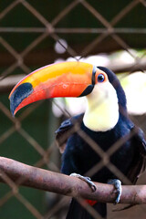 Image of a Toucan animal made in a zoo in Brazil