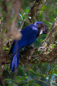 Image of a blue bird animal taken in a zoo in Brazil