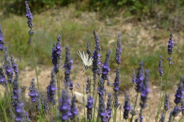 Lavender field