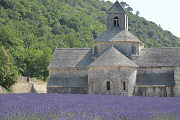 Lavender field