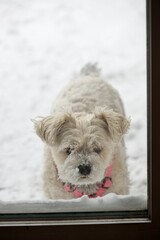 Snow Covered Dog Waiting to Come Inside