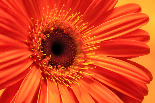 Isolated closeup of colorful Gerbera Daisy blossom with vibrant orange petals surrounding dark brown inner disk with ring of florets and yellow pollen-bearing stamens.