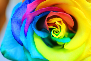 Fototapeta na wymiar colorful rose multicolor in valentine day