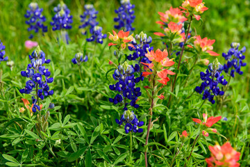 BlueBonnets in a Texas field during a wonderful spring day.