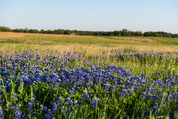 Blue Bonnets in a Texas field during a wonderful spring day.