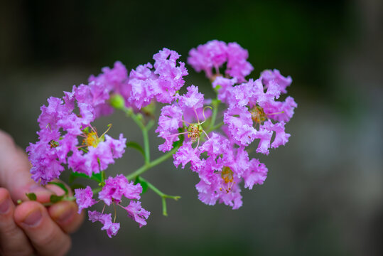 holding a sprig of blooming myrtle in their hands