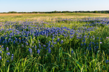 Blue Bonnets in a Texas field during a wonderful spring day.