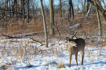 Deer looking away in snow at Miami Woods in Morton Grove, Illinois