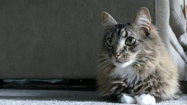 Cute tabby cat laying on carpet and looking excited