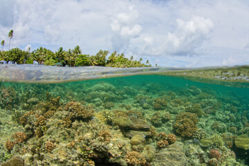 Raiatea polynesie francaise - coraux dans le lagon