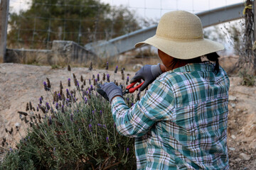 Señora podando flores