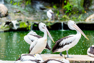 White Pelican - Pelecanus onocrotalus on Ragunan zoo