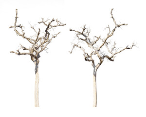 dry dead trees in autumn isolated on white background - obrazy, fototapety, plakaty