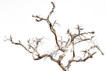 Fototapeta na wymiar Dry branches, white background