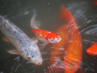 Koi fish in the lake around famous travel destination in Shanghai. Pool of goldfish People feeding the fish in the park. Travel tourist concept of photo. Long focal lens view