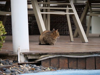 Cute wild cat in the garden around the office in pandemic period. Health, wild life and animal concept b-roll photo. Brown cat in the outdoor in Shanghai China Zhangjiang technology district