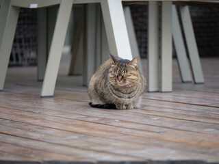 Cute wild cat in the garden around the office in pandemic period. Health, wild life and animal concept b-roll photo. Brown cat in the outdoor in Shanghai China Zhangjiang technology district