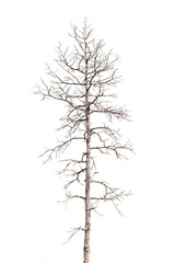 dry dead trees in autumn isolated on white background