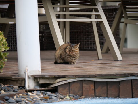 Cute wild cat in the garden around the office in pandemic period. Health, wild life and animal concept b-roll photo. Brown cat in the outdoor in Shanghai China Zhangjiang technology district
