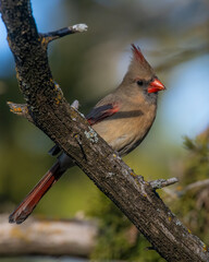 Female Northern Cardinal