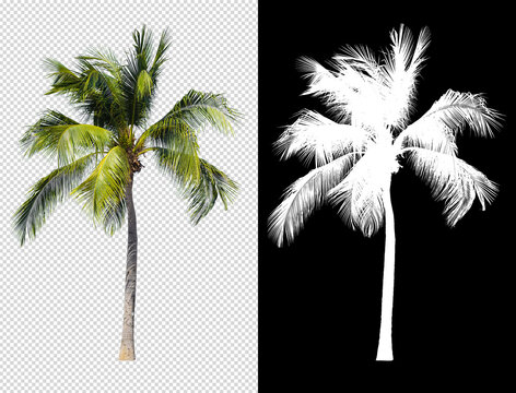 Coconut tree isolated with alpha channel compositing and clipping path