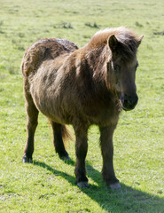 Pony horse in Nicasio Valley, Marin County, California