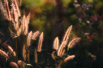 The grass in the wind