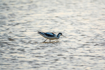 Water bird pied avocet, Recurvirostra avosetta, feeding in the lake. The pied avocet is a large...
