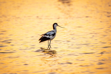 Water bird pied avocet, Recurvirostra avosetta, standing in the water in orange sunset light. The...