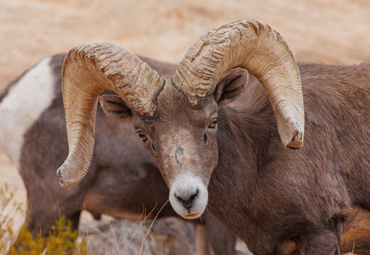 Desert bighorn sheep in red rock mountains