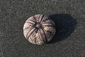 Sea ​​urchin on black volcano sand. Oursin sur sable noir de volcan. île de la Réunion,...