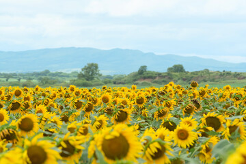 Defocused field of bright sunflowers on sunny day. Beauty of nature, summer concept. Selective focus