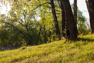 Sunny green lawn on the outskirts of a picturesque birch grove on a May evening