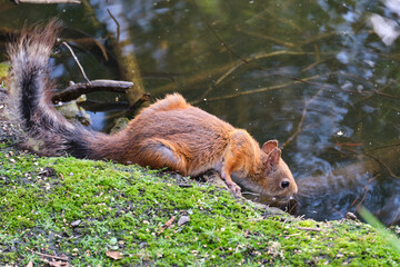 Squirrel drinking water in the park