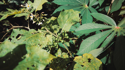 vegetable plants in the garden