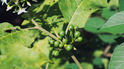 vegetable plants in the garden