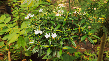 beautiful white flowers