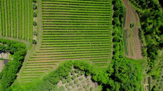 4k drone view of a wineyard