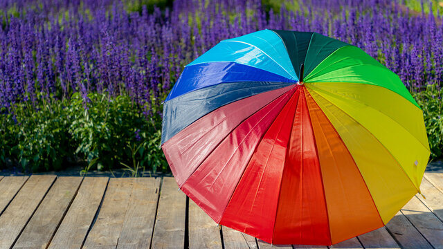 Selective focus of colourful rainbow umbrella on wooden plank, Salvia farinacea or Victoria blue (Mealy Cup Sage) flowers as background, The symbol of LGBTQ community, Worldwide social movements.