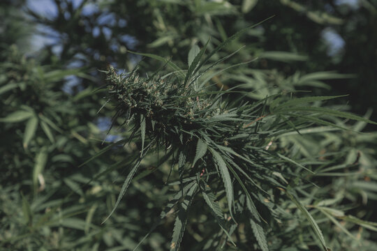Selective focus green leaves and flower of Marijuana in the garden in dark toned, Cannabis is a psychoactive drug from the Cannabis plant used primarily for medical or recreational purposes.