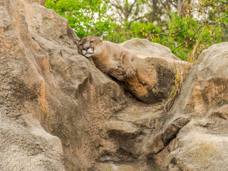 Beautiful and impressive puma resting during a hot afternoon