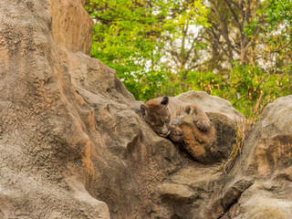 Obraz premium Beautiful and impressive puma resting during a hot afternoon