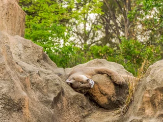 Foto op Aluminium Beautiful and impressive puma resting during a hot afternoon © Mltz