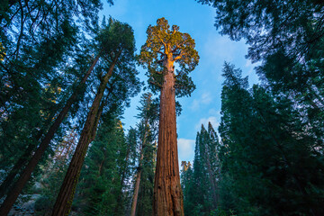 giant trees in sequoia   national park,california,usa.
