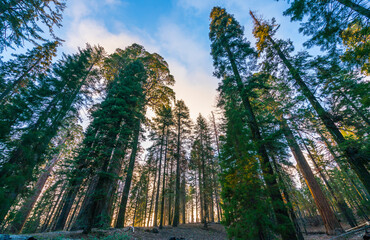 giant trees in sequoia   national park,california,usa.