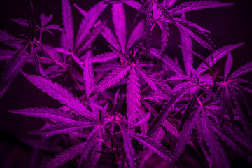 indoor growing cannabis with purple light.